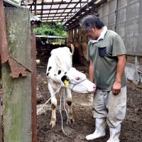 牛舎へ濁流、乳牛５頭死ぬ　機械類は全滅、酪農家悲嘆　１億円超相当被害「この先どうすれば」　台風１３号　鴨川・吉野牧場