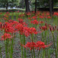 秋、訪れ告げるヒガンバナ　２０万本まもなく見頃　八千代・村上緑地公園