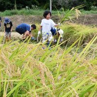 多古米稲刈り体験　家族連れら秋満喫