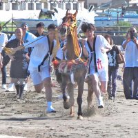 神馬４年ぶり　砂浜疾走　富津・吾妻神社「馬だし祭り」