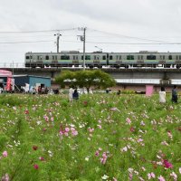 揺れるコスモス３００万本　香取、開花本番へ恒例まつり