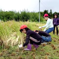 「粒すけ」収穫に笑顔　市原　牛久小児童が稲刈り