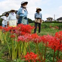 あでやか５万７千本　ヒガンバナ見頃　香取