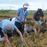 田んぼアート稲刈り、地元住民ら２５０人が汗　県誕生１５０周年記念　山武