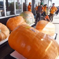 県内各地から持ち寄られた自慢の重量級カボチャ