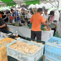 今が旬！日本一の特産地・八街で「落花生まつり」　粒ぞろいの魅力発信　目玉の試食・即売会には長蛇の列