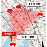 ２５日のイノシシ目撃エリアと捕獲場所