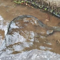 高谷川の上流方面にいたウナギ＝８月中旬（萩原さん提供）
