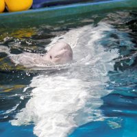 シロイルカ「ベルーガ」赤ちゃん生まれる　鴨川シーワールド　国内での繁殖例珍しく