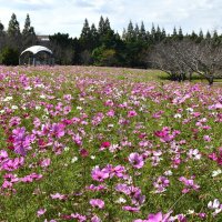 視界いっぱいに広がる「コスモスの丘」＝１８日、印西市の牧の原公園