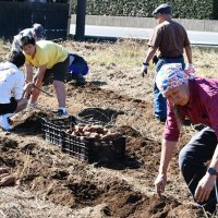 サツマイモ楽しく収穫　香取　地域住民と障害者協力