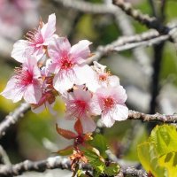 「霜降」に桜咲く　いすみ鉄道沿線
