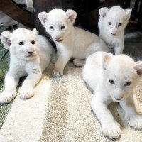 【動画あり】ホワイトライオンの赤ちゃん４頭誕生　じゃれ合ったりミルクを飲んだり…きょうだいすくすく　成田