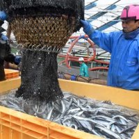 【動画あり】銚子漁港に待望のサンマ　今年初水揚げ、昨年はゼロ　燃料代高騰にため息も
