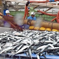 初水揚げされたサンマ。市場で入札を終えると漁船からコンテナなどに次々と移された＝銚子市