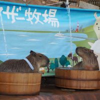 お湯の中でゆったりとくつろぐカピバラ＝２３日、富津市