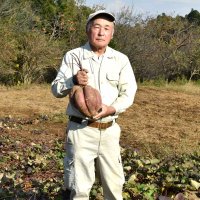 “掘り出し物”サツマイモ　６個合体、ウエスト６０センチ　千葉市若葉区の石井さん