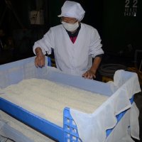 新酒の仕込み本格化　山武・守屋酒造　千葉県産米にこだわり　１２月上旬、消費者の手元へ