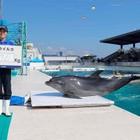 ２９７キロを記録した雌のバンドウイルカ「オリノ」（鴨川シーワールド提供）
