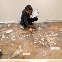 実物大で縄文の息吹　国史跡・取掛西貝塚を特集　船橋郷土資料館　３０日まで