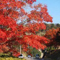 里山鮮やか！「もみじロード」紅葉見頃　おもてなしイベントも　富津