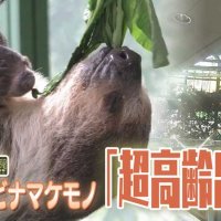 ナマケモノが“超高齢出産”　あれから６年半、ママと赤ちゃんは今　気になるあの記事を「ツイセキ！！」　千葉日報×Ｊ：ＣＯＭコラボ第３弾