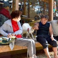 敷地内で飼うヤギと戯れる石井代表（中央）と山崎さん（右）