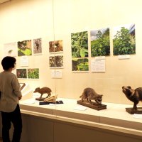 外来生物の現状に迫る　袖ケ浦市郷土博で企画展