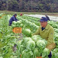 館山市神戸地区で収穫作業が進む「かんべレタス」＝１９日、館山市
