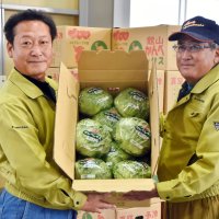 冬の旬「かんべレタス」出荷始まる　甘くてシャキシャキ、「サラダやしゃぶしゃぶに」　館山・神戸地区