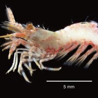 ボウソウトゲツノモエビの雄（県立中央博物館提供）
