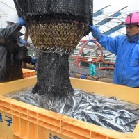 サンマ水揚げ２３年２．４万トン　前年増も不漁で価格高止まり　銚子２年ぶりも１１トンと低調