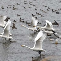 餌場に向けて飛び立つハクチョウ＝１１日、東庄町