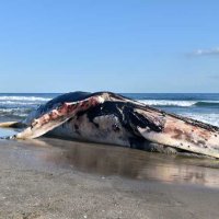 南房総の海岸にクジラ漂着　体長１１メートル、ザトウクジラか