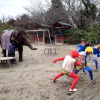 ゾウ、長い鼻で豪快豆まき　市原ぞうの国で節分イベント、３日も　今年は裏金つくった鬼を退治