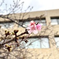 鋸南に春の訪れ　早咲き「頼朝桜」開花　４月まで“桜のリレー”