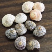 色とりどりのイボキサゴ
