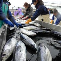 春告げる初ガツオ、勝浦に一番船　３１トン水揚げ