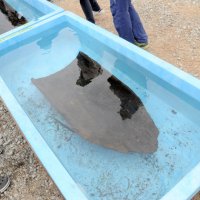 縄文丸木舟１５隻、一気に発掘「全国的に珍しい」　圏央道工事、横芝光の高谷川低地遺跡　出土物公開に約１２０人、くしや土器も