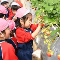 園児イチゴ頬張り「おなかいっぱい」　滑走路模した通路のハウスで体験　成田・ＪＡＬ農園