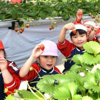 自分で摘んだイチゴを持ってうれしそうにする園児＝２７日、成田市
