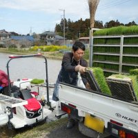 青々とした苗を田植え機に乗せる作業員＝２０日、いすみ市新田野（写真の一部を加工）
