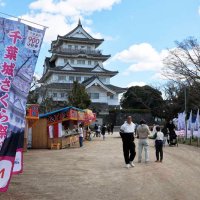 桜咲かず、漏れるため息　千葉県内ようやく開花の兆し　満開は４月上旬か
