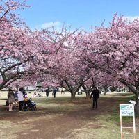 満開８０本の下　シート敷き談笑　佐倉　３日まで花見イベント