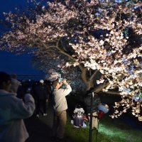 春告げる７００本の並木　八千代　新川千本桜まつり
