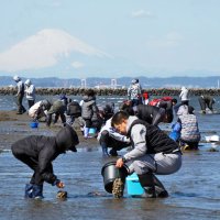 潮干狩りシーズン到来「たくさん採れた」　アサリやハマグリ、ホンビノス貝も…家族連れ歓声　富津海岸