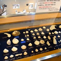船橋の貝塚などで見つかったさまざまな貝の展示