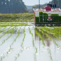 超早場米、田植え始まる　いすみ