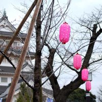 桜の名所を後世に　千葉城で知られる千葉市・亥鼻公園に植樹５０本