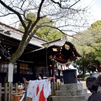 玉前神社で桜開花宣言　みこが神楽、昨年より１２日遅く